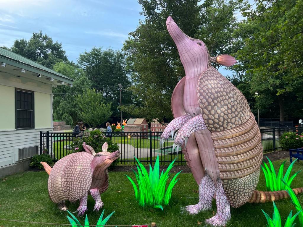 Armadillos!