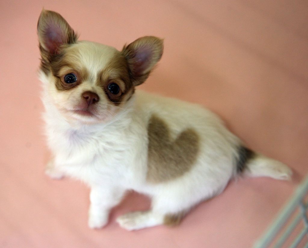 Pet Shop Displays Chihuahua With Unique Heart-Shaped Marking