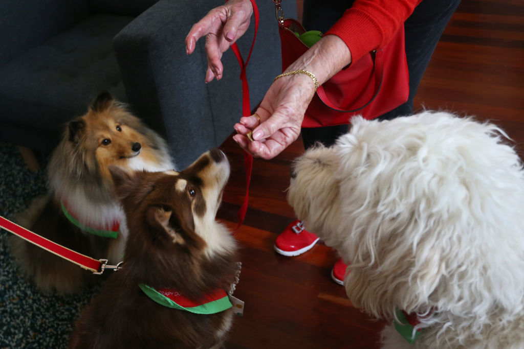Therapy Dogs Visit St Vincent's Hospital Emergency Department & Junior Doctors