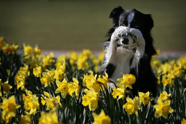 Crufts Prepare For The Start Of Annual Competition