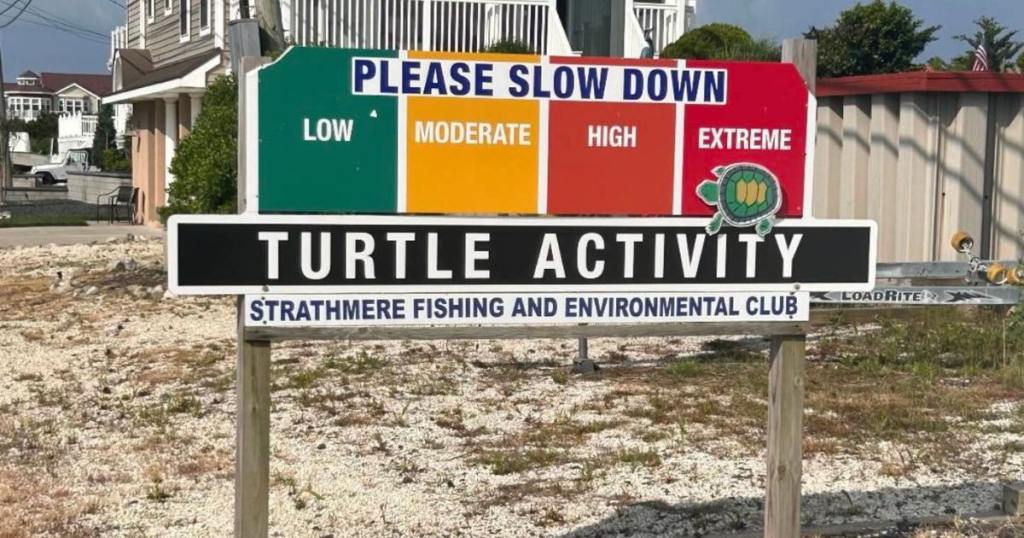 Let's Help Keep The Awesome Turtles Safe Down The Jersey Shore in ...