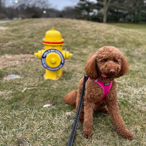 A red mini goldendoodle standing in front of a yellow fire hydrant 