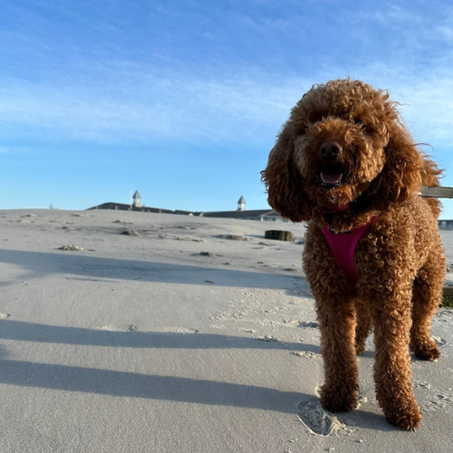 red mini goldendoodle on the beach 