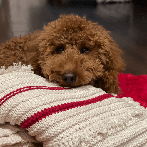 Red Mini Goldendoodle Puppy Sitting on a Red Blanket 