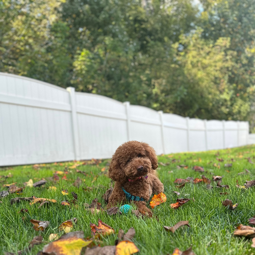 Red mini goldendoodle in the middle of a green field looking at the camera 